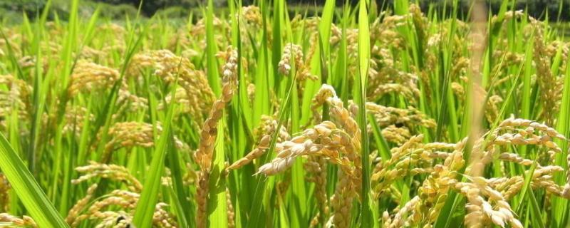 旱稻一般亩产多少斤 旱稻一亩收多少斤，附种植技术