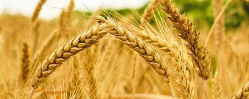 戊唑醇防治小麦哪些病，附使用注意事项