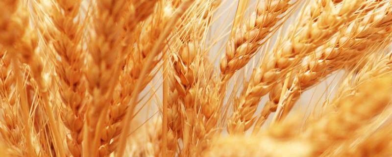 山东优麦3号小麦种 珍麦3号小麦品种介绍