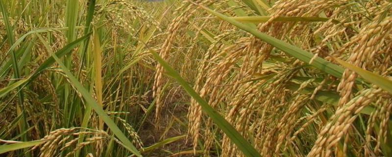 超高产水稻抗倒伏 抗倒伏高产水稻品种