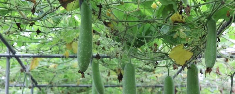 如何使节瓜多结瓜，种植多久可收获（节瓜栽培技术农广天地）