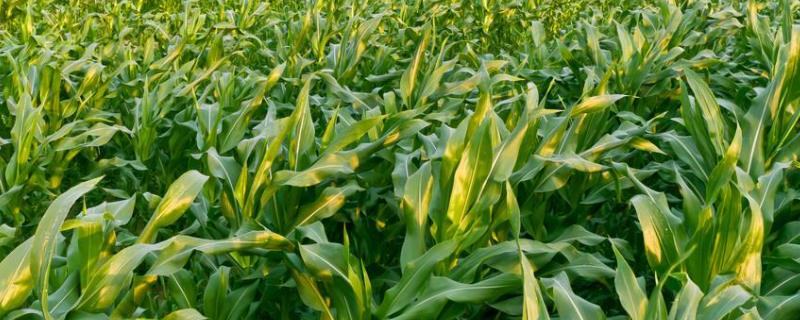 积温2200的玉米品种 2100到2200积温玉米品种