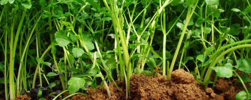 芹菜如何种植，种植多久可以收获 芹菜种植过程