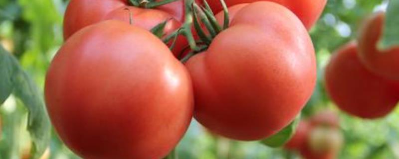 蕃茄栽培技术，种植多久可以上市 番茄种植多长时间成熟