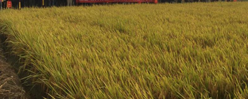 富美占水稻品种如何 富美占水稻品种介绍，是优质品种吗