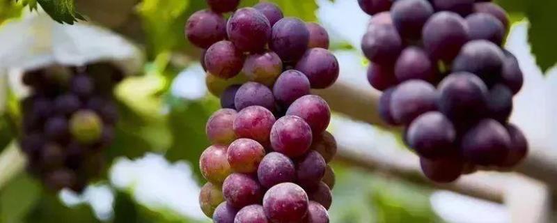 葡萄种植方法与技术管理视频农广天地 葡萄种植方法与技术管理
