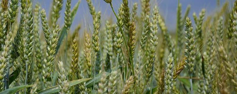 22小麦品种介绍 联邦2号小麦品种介绍