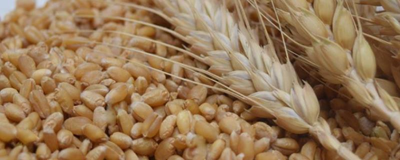 小麦种子可以吃吗,种子能种几年吗 小麦种子可以吃吗，种子能种几年