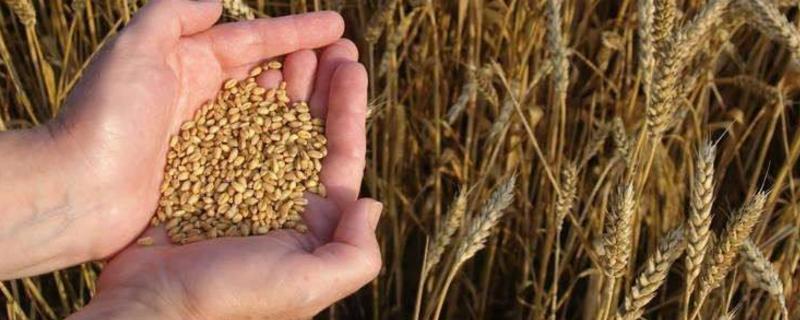 小麦种子亩用量，泡水多久能种 小麦种子要泡多久才能种
