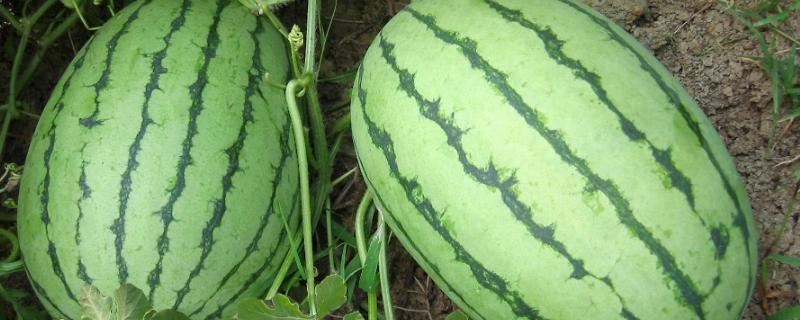 怎么种西瓜，种西瓜多久能收获 怎样种西瓜才高产