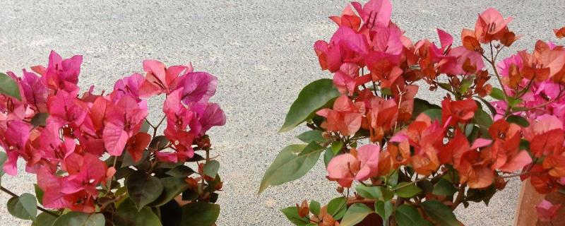 花卉三角梅的种植方法，有哪些品种 花卉三角梅的养殖方法