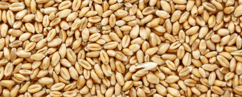 小麦种子缺钾会长成什么样，缺氮会长成什么样