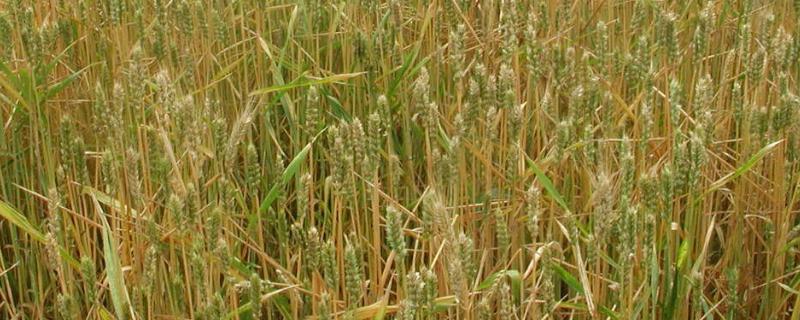 成麦296小麦品种介绍 成麦296小麦品种介绍审定