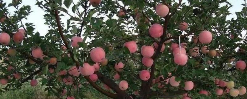 苹果每亩产量多少斤 苹果亩产量一般多少斤，附种植方法