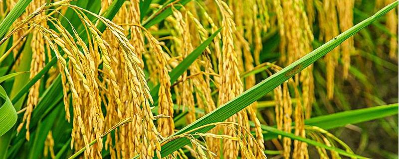 川种优3607水稻米是否糯 川种优3607水稻米质怎样，附简介