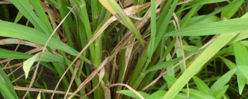 当前中稻防治病虫害的时间和注意事项 中稻病虫防治时间，如何防治