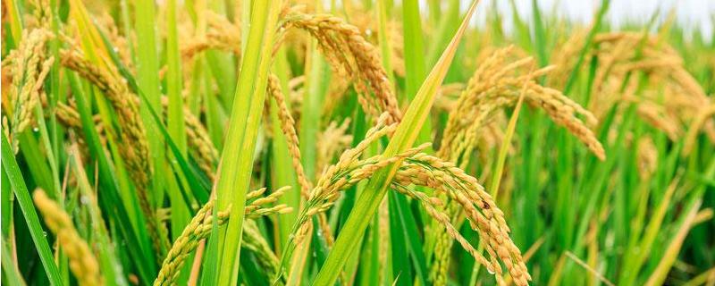 水稻立枯病的症状原因及防治方法 水稻立枯病的症状原因及防治方法视频