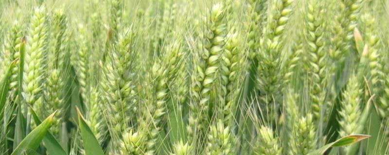 最高产小麦品种 介绍三个超高产小麦新品种