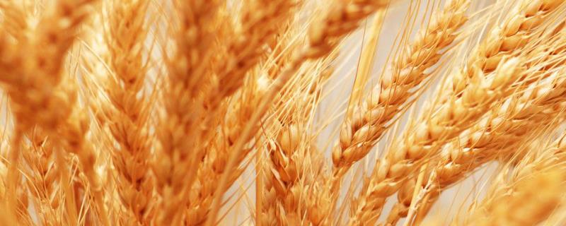 洛旱11小麦品种介绍 抗盐碱小麦品种洛旱11