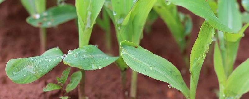 玉米种子几天能出土，出土后还能打乙草胺除草剂吗