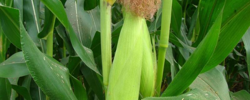 玉米施肥时间和方法,用什么肥料好呢 玉米施肥时间和方法，用什么肥料好
