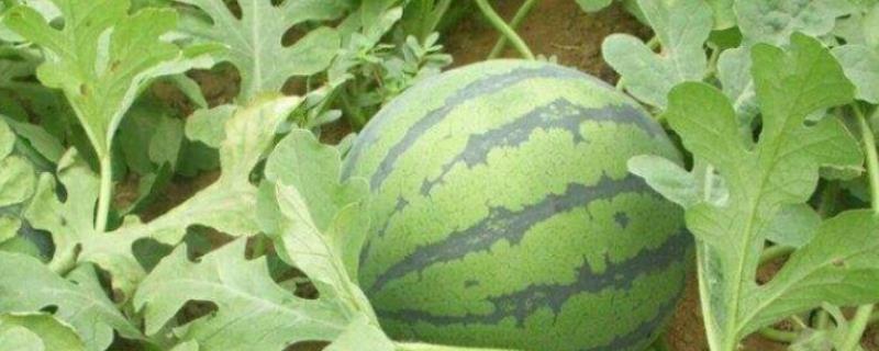 西瓜打什么农药，农药打重了怎么办 西瓜用什么农药才能长得大