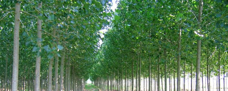 中林46杨树特征，为什么生长缓慢 中林46杨树和107杨树哪种长得快