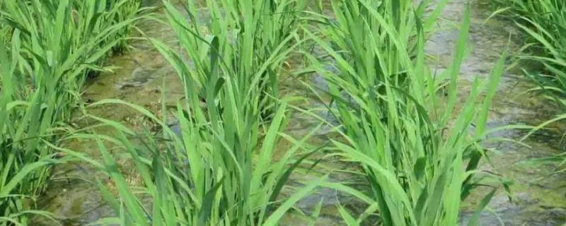 水稻插秧的高产期，插秧行距和株距多少合适