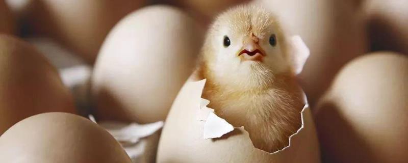 鸡胚是什么，适宜的孵化温度是多少 鸡胚的最适宜孵化温度是