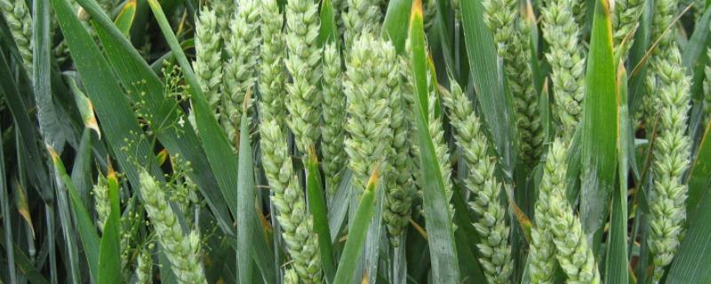丰德小麦种20号 小麦种子都有哪些品种，丰得存20怎样