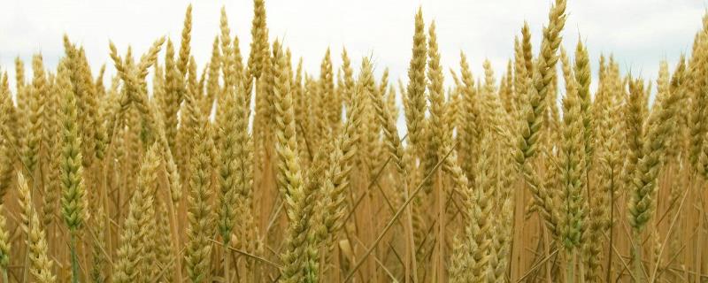 中信麦78号小麦品种介绍 中麦8号小麦品种简介