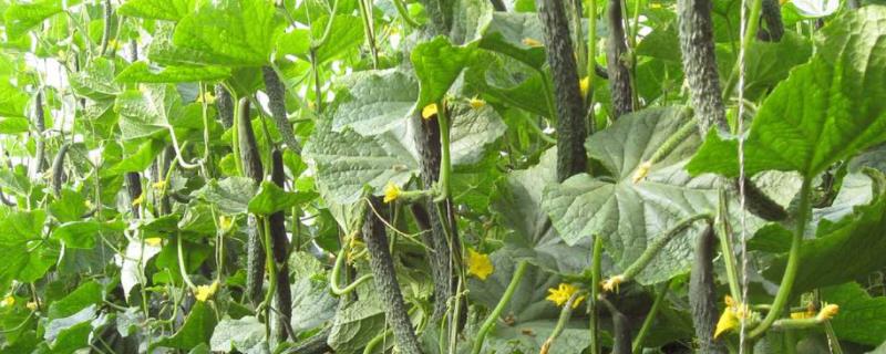 黄瓜怎么种植和管理，一年可以种几次
