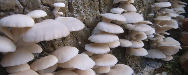 种植平菇技术，平菇长毛了还能吃吗 平菇长毛以后还能吃吗