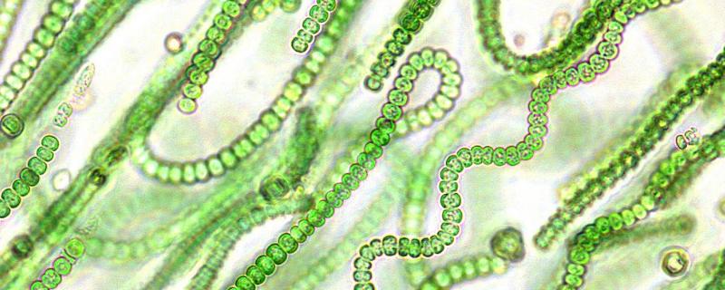 蓝细菌有叶绿体吗，和蓝藻一样吗 蓝细菌有叶绿体吗能进行光合作用吗