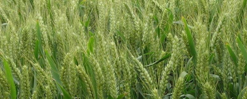 小麦生长周期，一亩地能产2000斤吗 小麦一亩地能产多少斤?