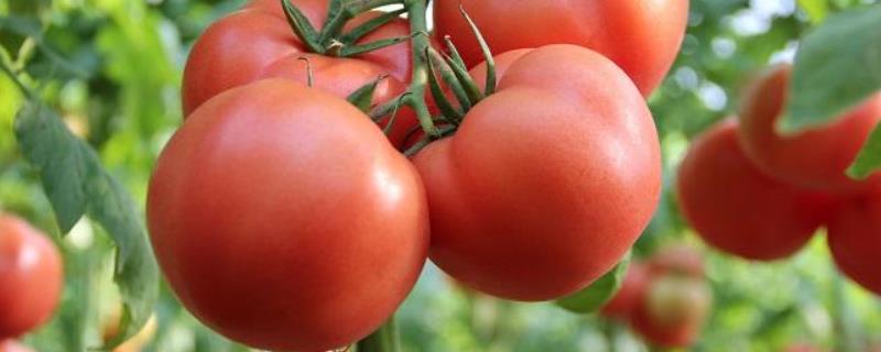 怎样培育西红柿苗技术 西红柿种植技术，怎样育苗