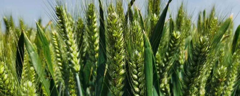 山农37小麦种品种介绍（山东37小麦品种）