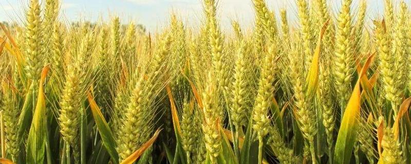 周麦28小麦品种简介 周麦28小麦品种介绍