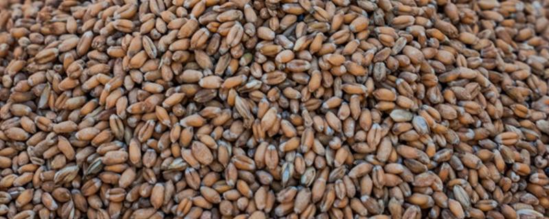 小麦种子叫什么，小麦种子和大麦种子有什么区别