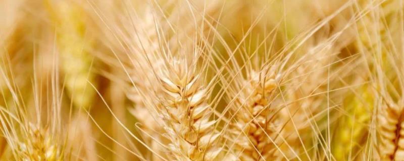 矮杆高产小麦品种 矮杆高产小麦品种4564