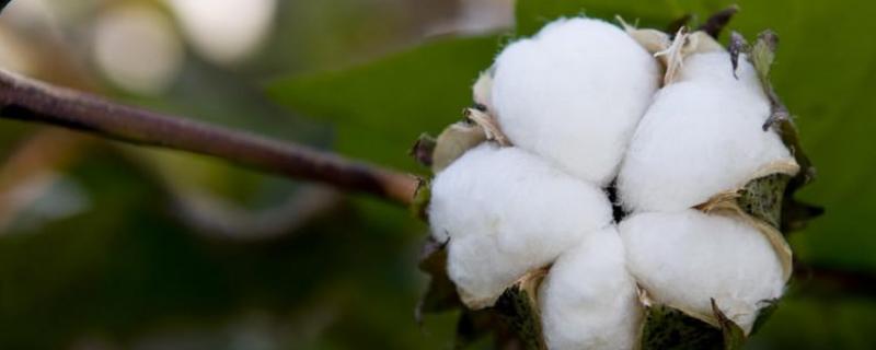 棉花怎样种植技术怎样才能高产 棉花怎么种植，适合哪些地方种植