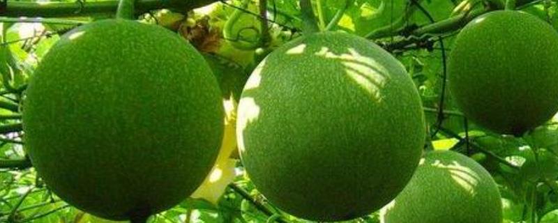 瓜蒌种植的成本和效益，附种植方法 瓜蒌的种植技术及效益