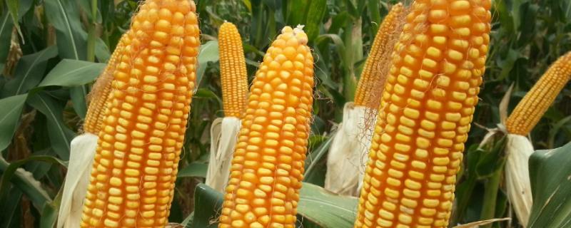 农大372玉米种的特征特性，附简介 农大372玉米种子介绍