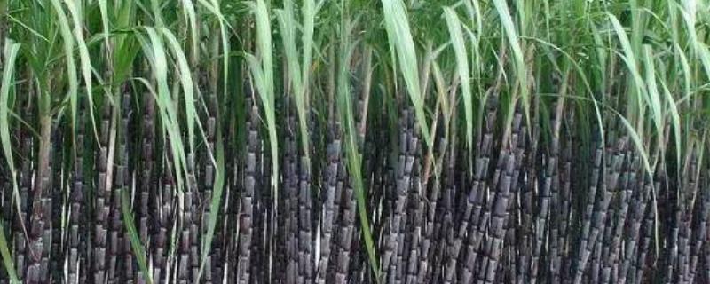 甘蔗种植时间和方法，如何管理（甘蔗种植时间和方法,如何管理呢）