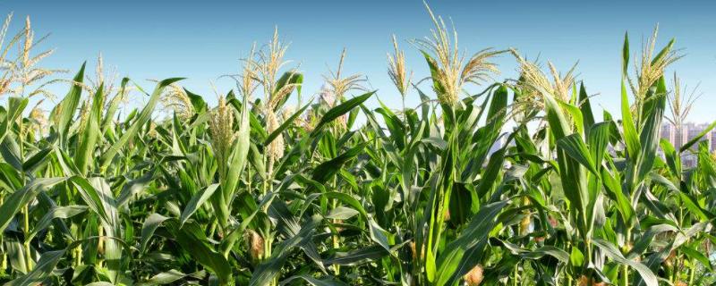 玉米的生长环境，高产玉米品种介绍 玉米生长特点和环境要求