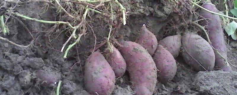 栽红薯怎么施肥 栽红薯最合适的垄距，施什么肥料好