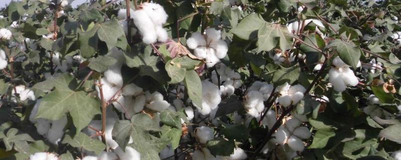 棉花的种植时间与成熟区以及地区 棉花种植时间和方法，附区位条件