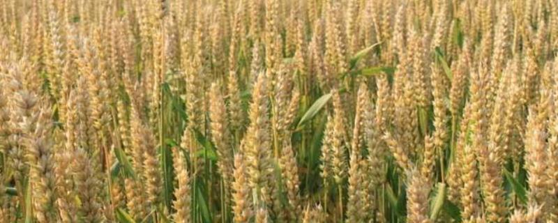 新麦36小麦品种介绍 新麦36品种简介
