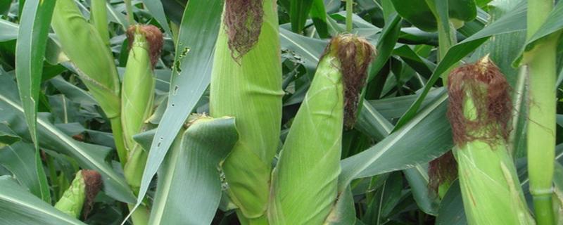 农科大8号玉米品种在哪里能买到 农科大8号适合在河南能种吗，附简介