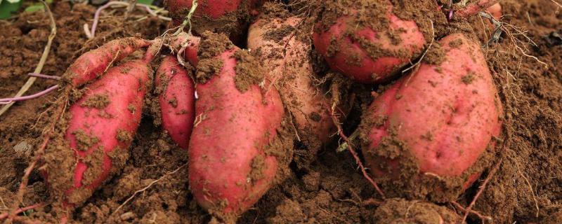 红薯常见病虫害图谱及防治 红薯主要病虫害